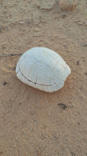 Nabeul Tortoise