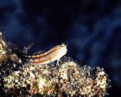 Ecsenius opsifrontalis