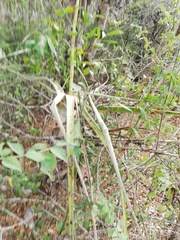 Tillandsia huamelulaensis
