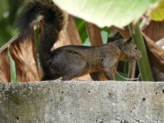 Sciurus pucheranii