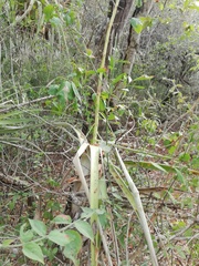 Tillandsia huamelulaensis