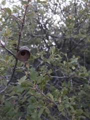 Quercus × acutidens
