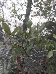Quercus × acutidens