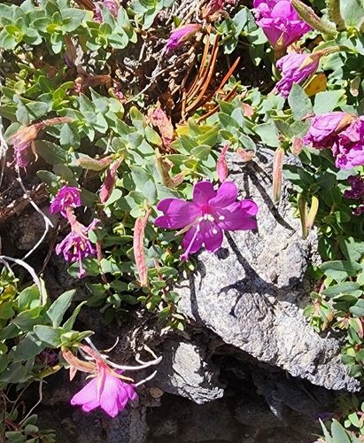 Image of Epilobium obcordatum by (c) Kate Crowell Walker, some rights reserved (CC BY)