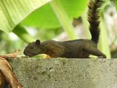 Sciurus pucheranii