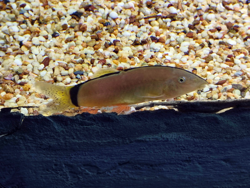 Skunk loach (Yasuhikotakia morleti) — Cobitidae — 5