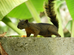 Sciurus pucheranii