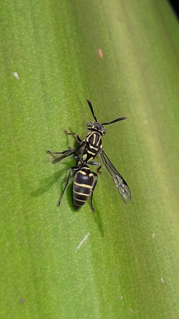 Protopolybia exigua