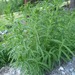 Cirsium komarovii - Photo (c) Pyak Andrei, algunos derechos reservados (CC BY-NC), subido por Pyak Andrei