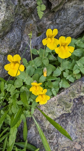 Erythranthe tilingii