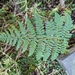 Dryopteris kwanzanensis - Photo (c) lecanorchis, some rights reserved (CC BY-NC)