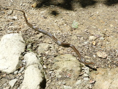 Three-Striped Smooth Ground Snake photo 2