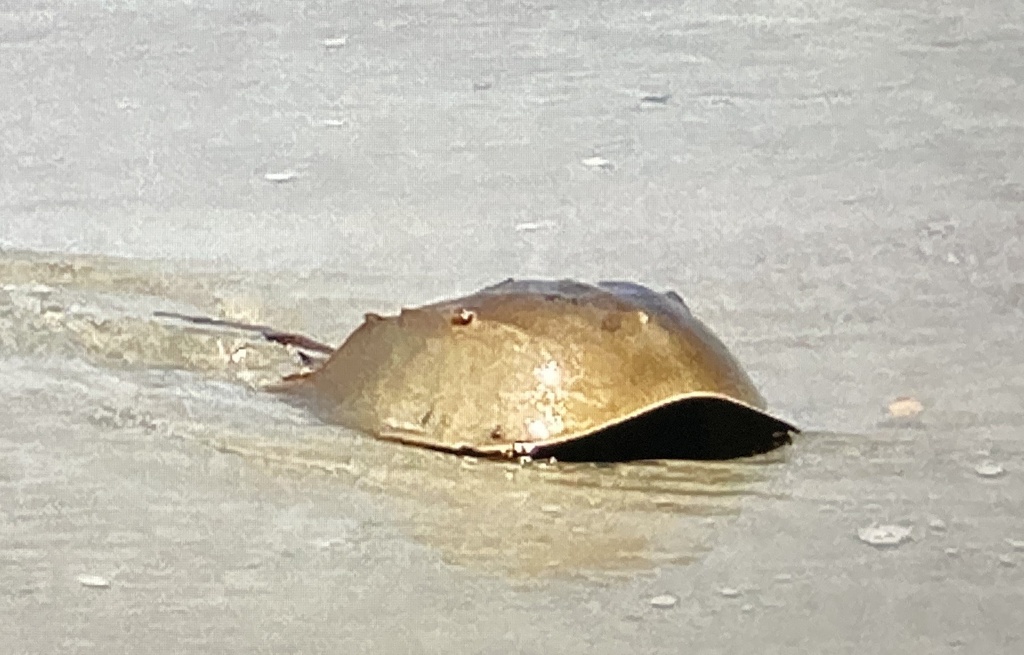 Atlantic Horseshoe Crab from Tybee Creek, Tybee Island, GA, US on May