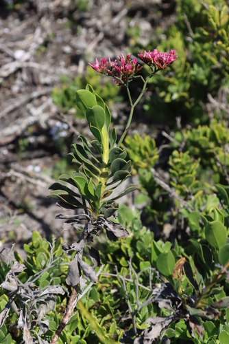 Image of Limonium peregrinum by (c) Tony Rebelo, some rights reserved (CC BY-SA)