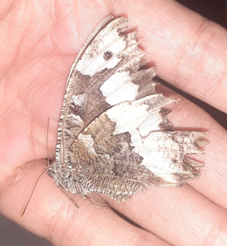 Brintesia circe