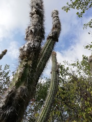 Pilosocereus