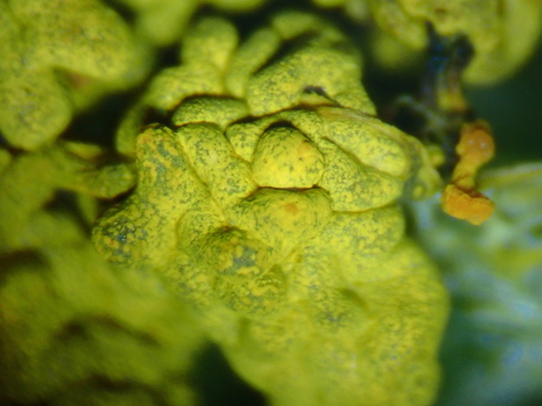 Fuligo septica flava