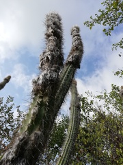 Pilosocereus