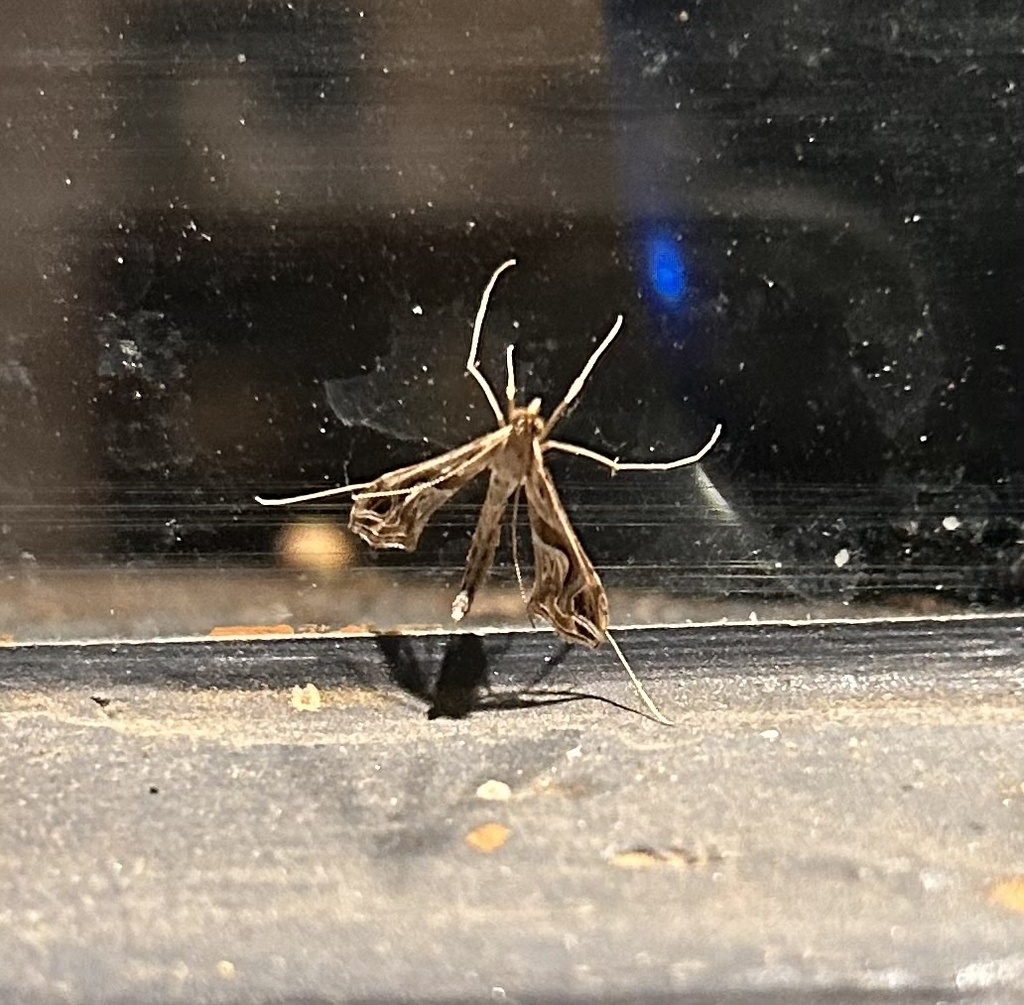 Eggplant Leafroller Moth in September 2023 by minafool · iNaturalist