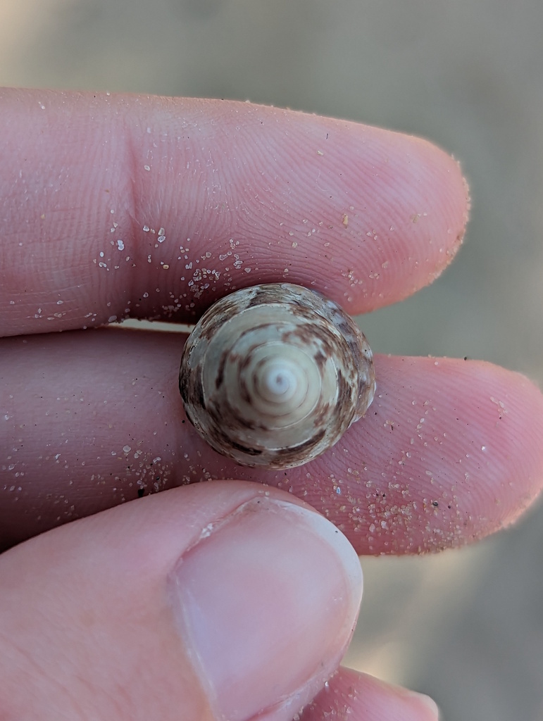 Top Snails from The Keppels QLD 4700, Australia on September 11, 2023