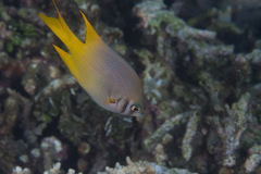 Neoglyphidodon nigroris