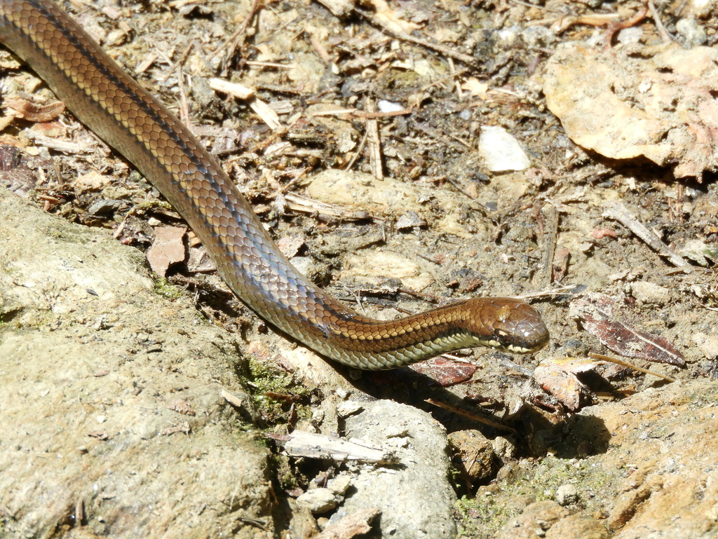 Three-Striped Smooth Ground Snake