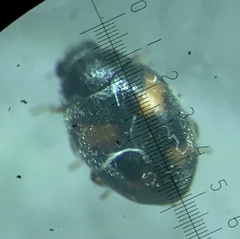 Nephus quadrimaculatus