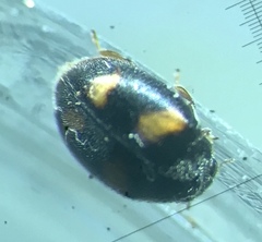 Nephus quadrimaculatus