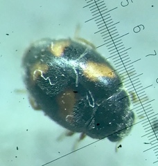 Nephus quadrimaculatus