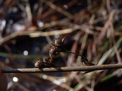 Juncus coriaceus