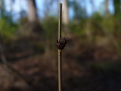 Juncus coriaceus