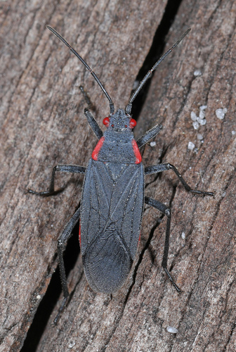 Red-shouldered bug