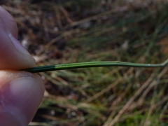 Juncus coriaceus