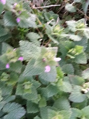 Lamium purpureum purpureum
