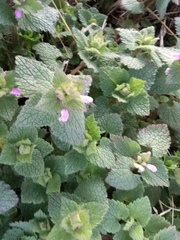 Lamium purpureum purpureum