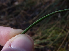 Juncus coriaceus