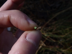 Juncus coriaceus