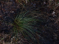 Juncus coriaceus