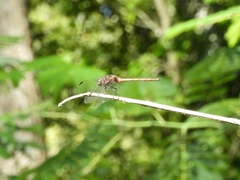 Orthemis ambinigra