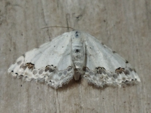 Lace Border, 4292 Dobri Dol, Bulgaria, photo 8 of 10