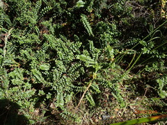 Veronica vernicosa