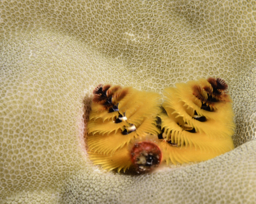 Spirobranchus corniculatus