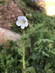 Phacelia viscida albiflora