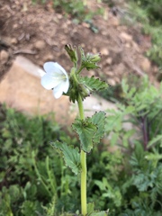 Phacelia viscida albiflora