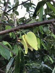 Annona muricata