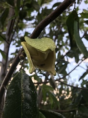Annona muricata