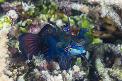 Synchiropus splendidus