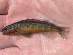 Gilt Darter photo 4