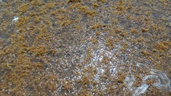 Sargassum