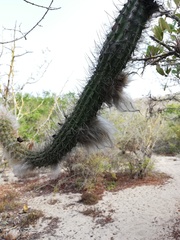 Pilosocereus